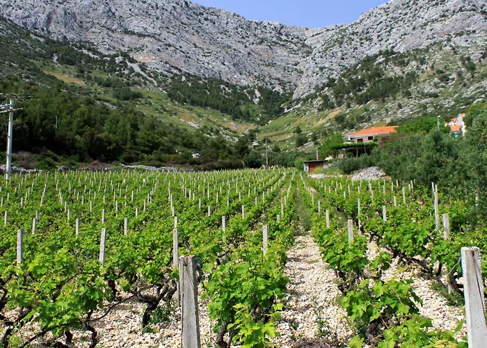 With Parking Space Ivan Dolac, Hvar - 592 * Jelsa (Hvar)